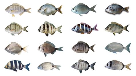 types  bream types  bream fish explained nxuly
