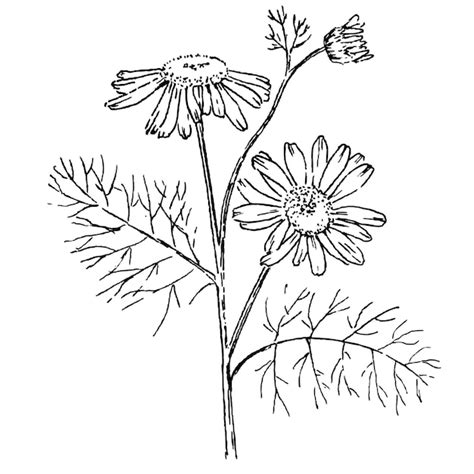 Premium Vector Chamomile Outline Vector Illustration