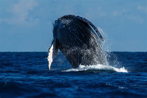 Humpback whale breaching. stock photo. Image of breaching - 116296650