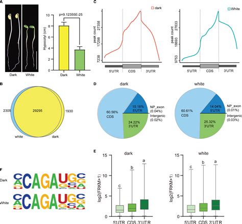 Frontiers N6 Methyladenosine Mrna Methylation Is Important For The