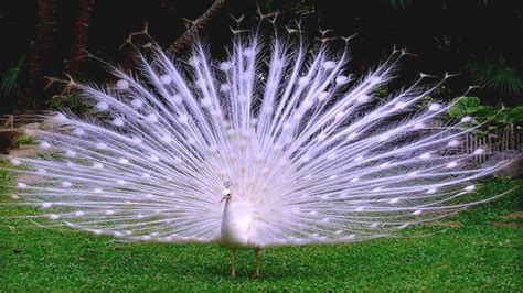 Amazing White Peacock Spreads Its Tail Feathers And Making Sound Board Youtube