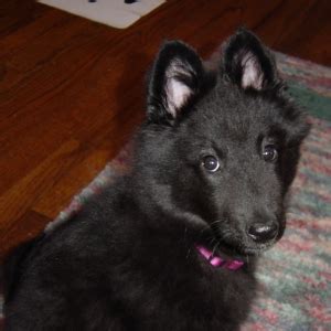 The Dog That Changed My Life – LIFE AS A HUMAN