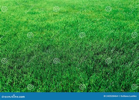 Textura Verde De Grama Como Fundo Fechar Foto De Stock Imagem De