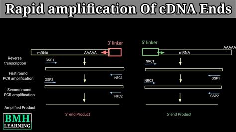 Rapid Amplification Of CDNA Ends RACE YouTube