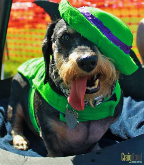 #joker #batman #dachshund #petcostume #weinerdog #dog #pet #CRAH # ...