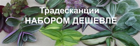 Купить укорененные черенки и срезы колеуса в Липецке и с доставкой по ...