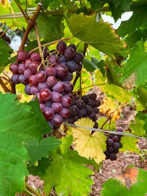 Premium Photo | Purple grapes ripen on the branches of the vineyard in autumn