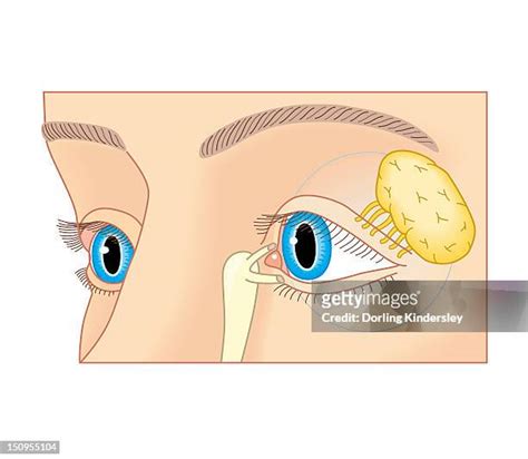 Duct (Anatomy) Photos and Premium High Res Pictures - Getty Images