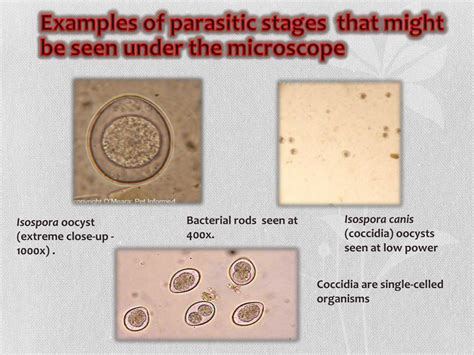 Ppt Concentration Methods Of Fecal Parasites Powerpoint Presentation Id1961542