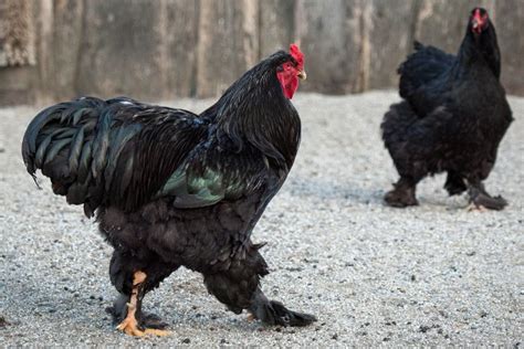 10 Giant Chicken Breeds - Trusty Barn