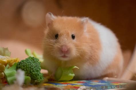 8 Things You Should Know Before Getting a Pet Hamster - PetHelpful