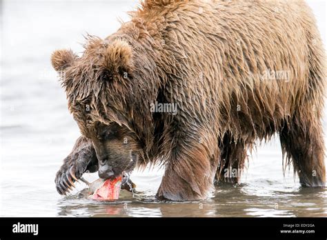 brown bear eating salmon Stock Photo - Alamy