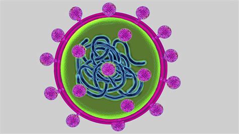 Bacterial Diseases Communicable Disease Edexcel GCSE Biology