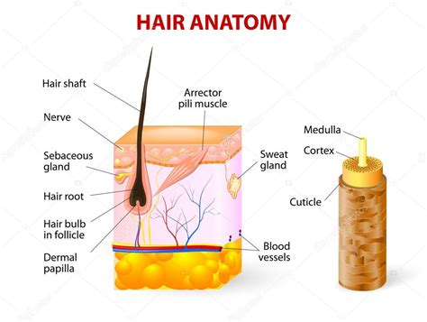 El Diagrama Del Fol Culo Piloso En La Secci N Transversal De Las Capas