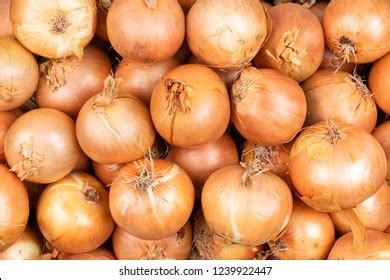 Onion Images Over Royalty Free Licensable Stock Photos