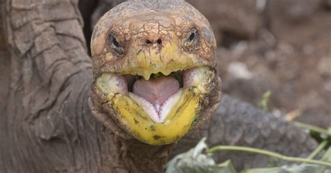 100 Year Old Tortoise Sex God Retires After Making 800 Species Saving