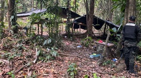 Decomisan Mil Plantas De Coca Y Aseguran Narcolaboratorio