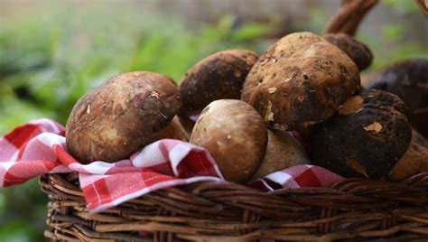 La saison des truffes démarre avec Françis Salamolard de l Auberge de