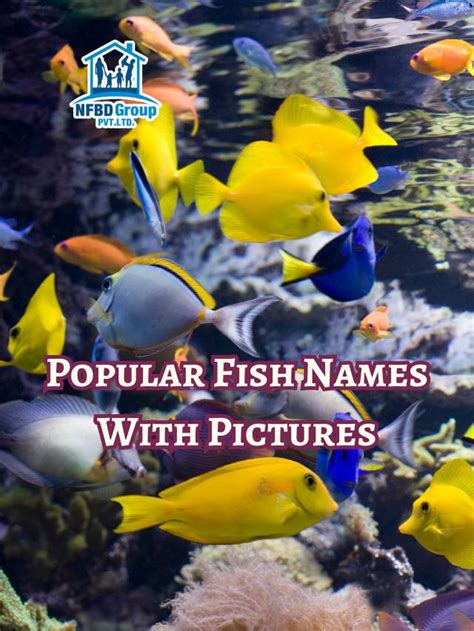 Ponnusamy Karthik - Popular Fish Names With Pictures - Ponnusamy Karthik