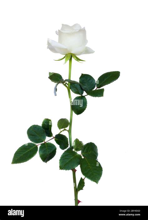 one white rose Stock Photo - Alamy