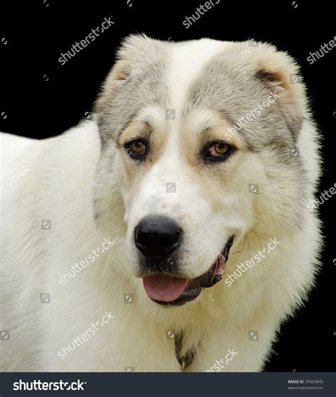 Beautiful Alabai Central Asian Shepherd Dog Stock Photo 79363045 | Shutterstock