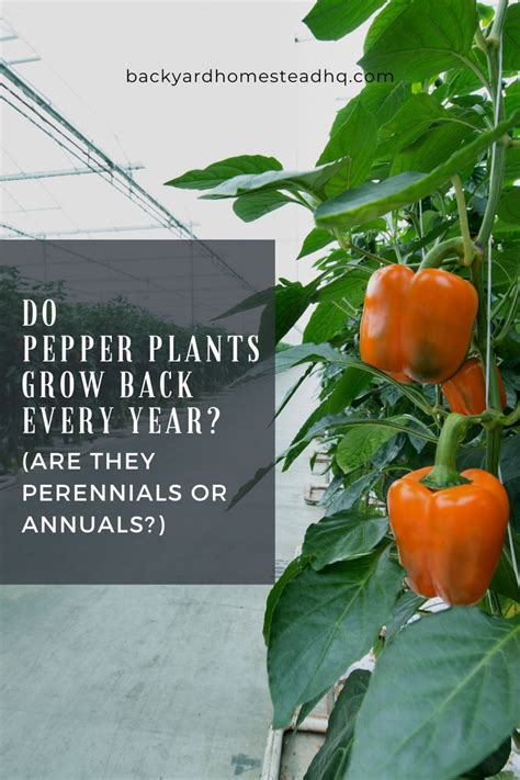 Orange Peppers Growing In A Greenhouse With The Words Do Pepper Plants Grow Back Every Year Are