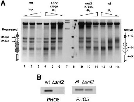 SWISNF ATPase Activity Is Required For Chromatin Opening At The PHO8