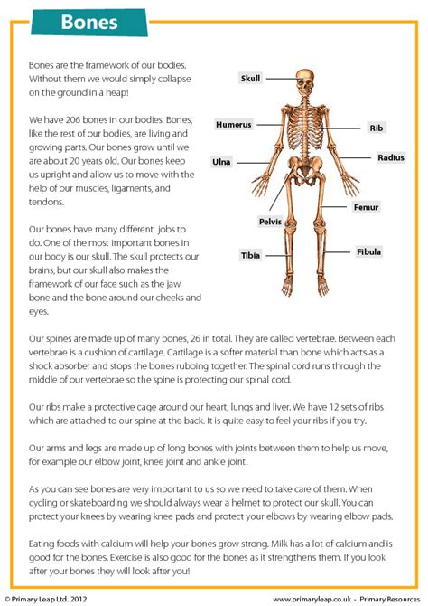 Skeleton Reading Comprehension Worksheet