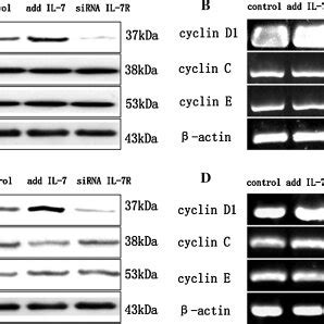 Il Promoting The Growth Of Cell In Lung Cancer Cell Lines Mtt