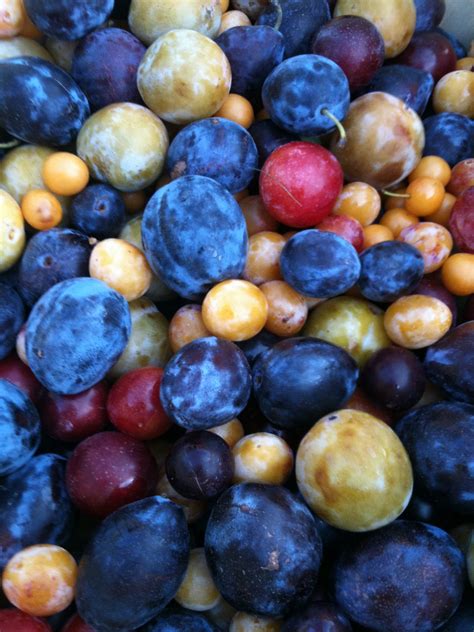 Дерево 40 Фруктов | Пикабу