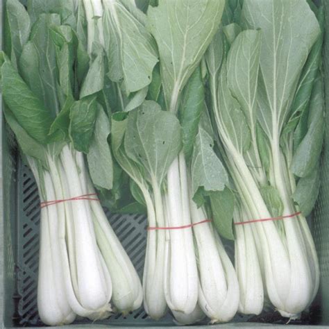 Bio Saatgut Pak Choi White Celary Mustard