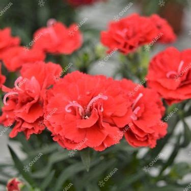 Dianthus Caryophyllus Dinamic Dark Red Jaunst Di Onava Lv