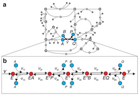 Two Representations Of A Ping Pong Bi Bi Enzymatic Reaction A Network