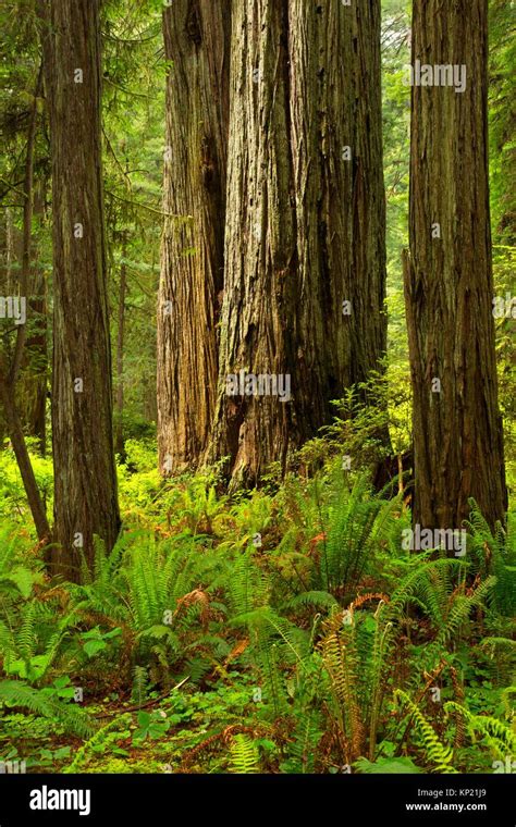 Costa Redwood Sequoia Sempervirens Bosque A Lo Largo De South Fork