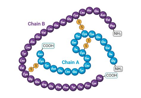 Physiological Effects Of Insulin My Endo Consult