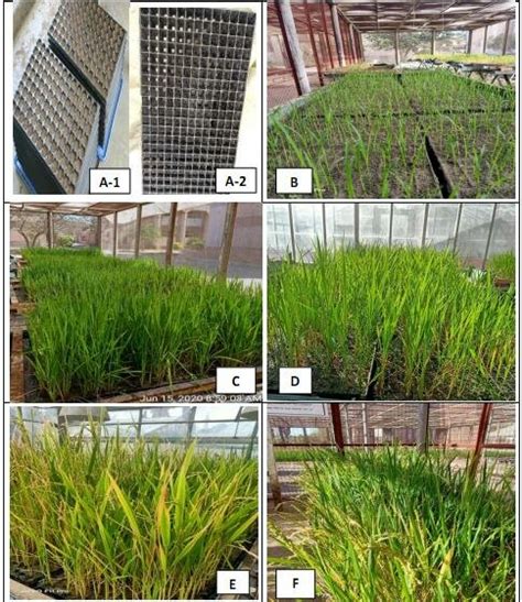 Overview Of Rapid Generation Advance Rga System A 1 Seedling Trays Download Scientific