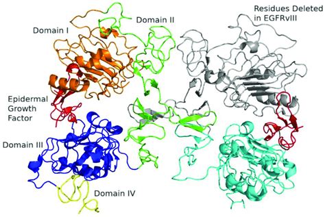 Extracellular Domains Of Epidermal Growth Factor Receptor Egfr