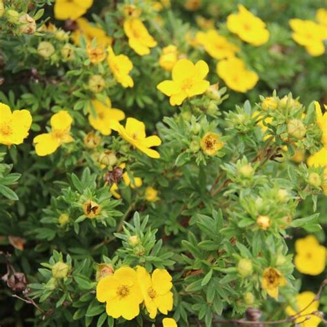 Лапчатка кустарниковая желтая (Dasiphora fruticosa): купить саженцы в ...