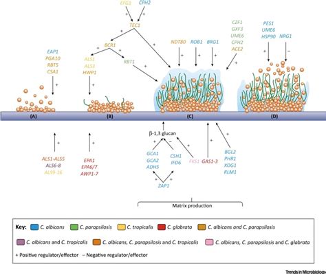 Portrait Of Candida Species Biofilm Regulatory Network Genes Trends In