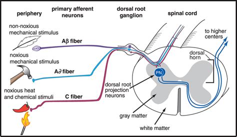 이질통allodynia과 통각과민hyperalgesia 네이버 블로그