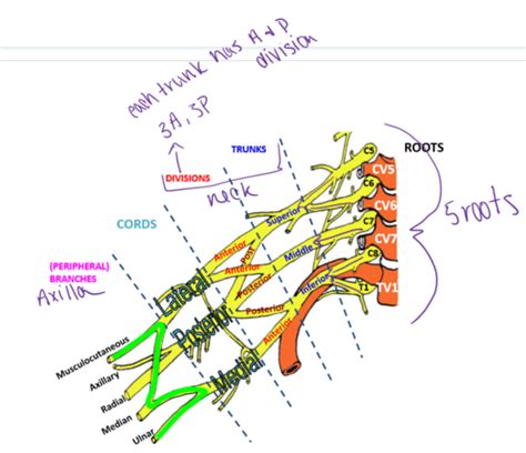 Brachial Plexus And Arm Flashcards Quizlet