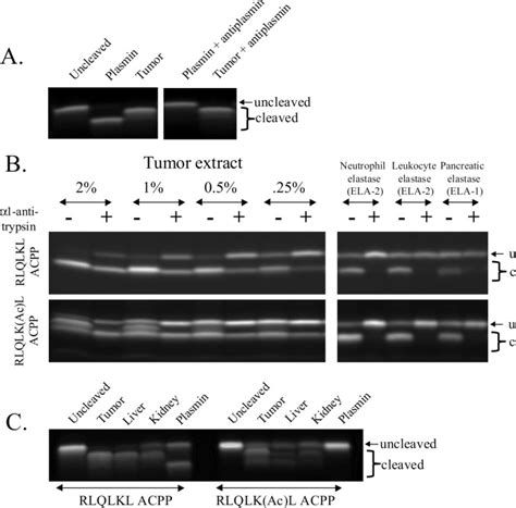 Parallel In Vivo And In Vitro Selection Using Phage Display Identifies