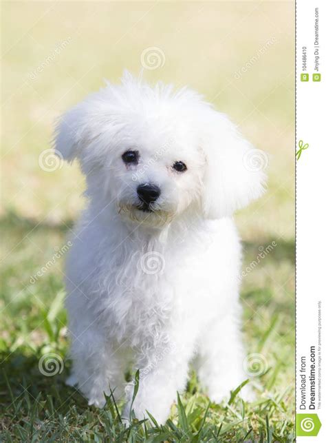 Perro Blanco Peluche Raza Gran Venta Off