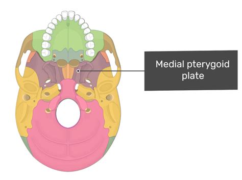 Sphenoid Bone Anatomy Parts And Labeled Diagram Getbodysmart