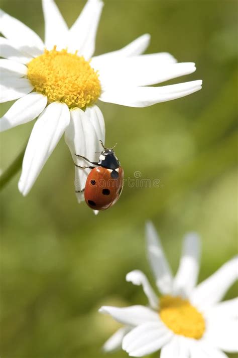 Ladybug on daisy stock image. Image of bloom, beetle - 16898463