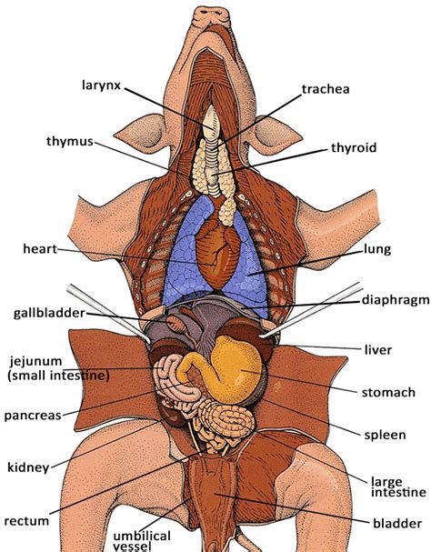 Fetal Pig Dissection Diagram Sheet