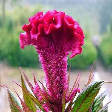 S Ji Guan Hua Supply With Best Price Celosia Cristata Seeds China