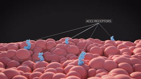 ace 2 receptor 3d science graphic 02 - Daley Graphics Ltd - Design ...