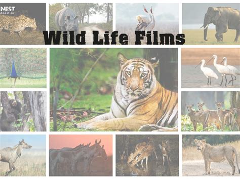 BMC, Discovery tie up to air wildlife films at zoo theatre