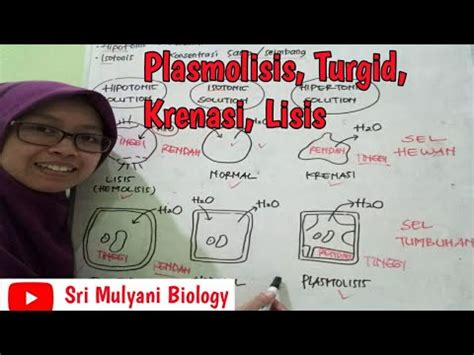 PLASMOLISIS TURGID KRENASI LISIS OSMOSIS PADA SEL HEWAN DAN SEL